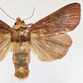  Mythimna  sp., adult male